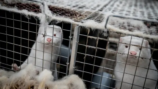 Mink are seen at a farm in Denmark, 6 November 2020