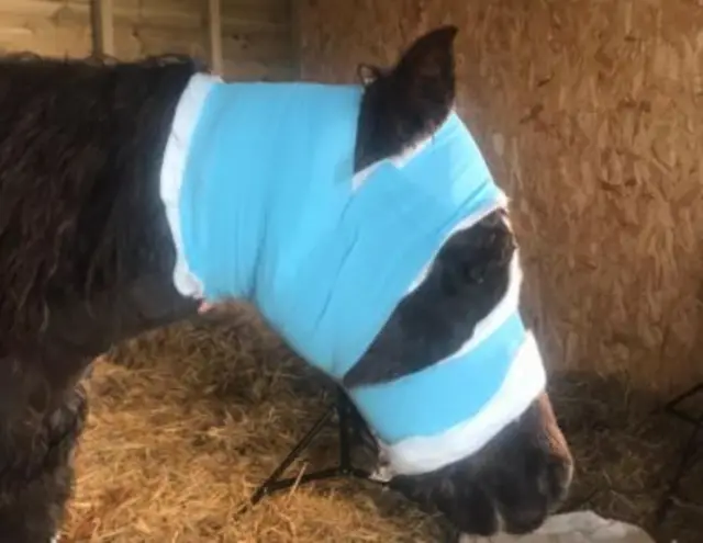 Bandaged pony