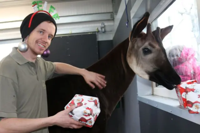 Animal carer in elf headgear