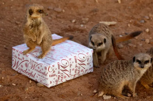 Meerkats with present