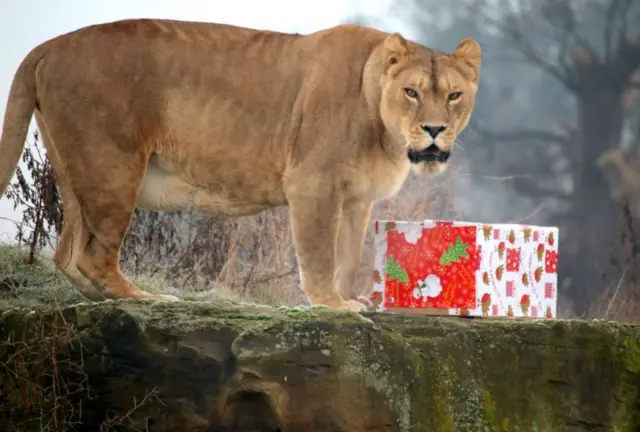 Lion with present