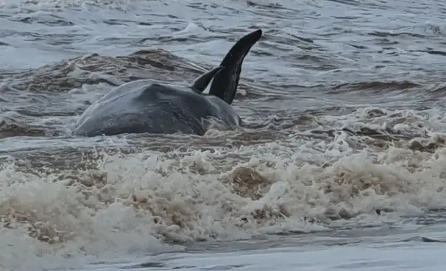 Whale on beach