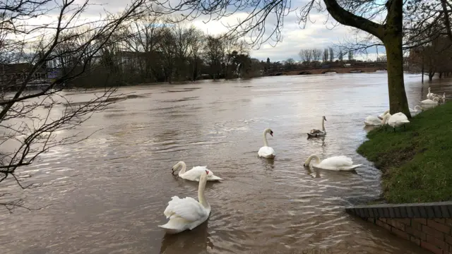 Swans on the flooded River Severn in Worcester