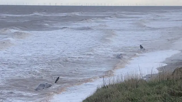 Stranded whales