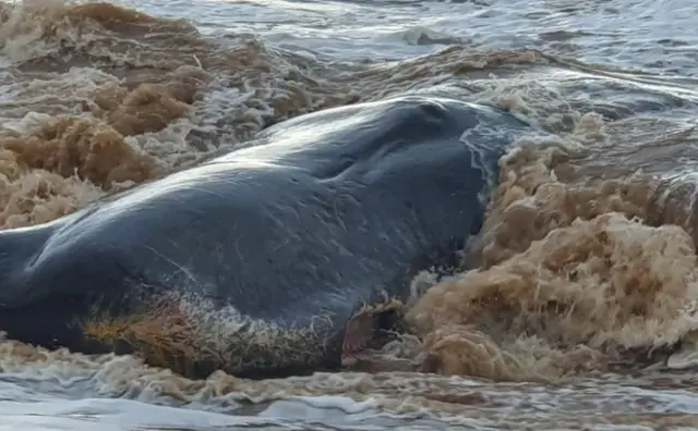 Whale on beach