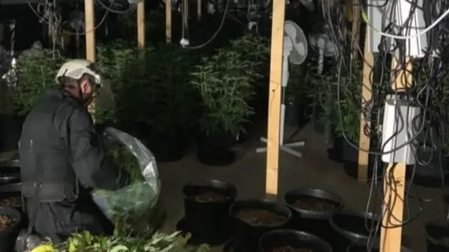 An officer bagging up some of the plants