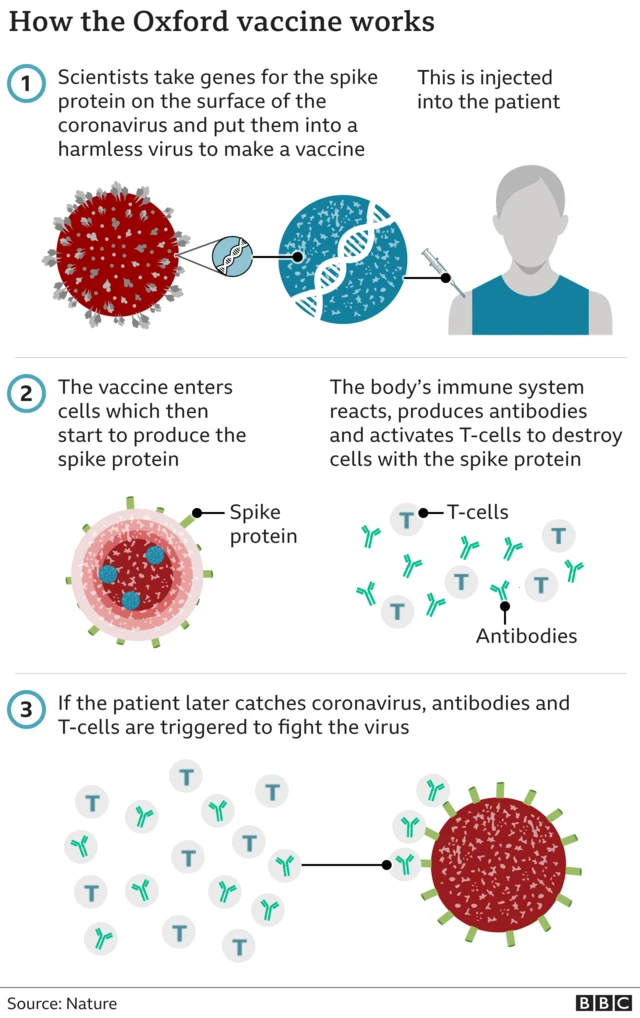 A graphic shows how the Oxford vaccine works