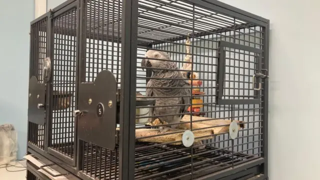 African Grey Parrot at Lincolnshire Wildlife park