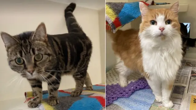 Flo, a female adult tabby (left) and Floss, a neutered male ginger and white adult