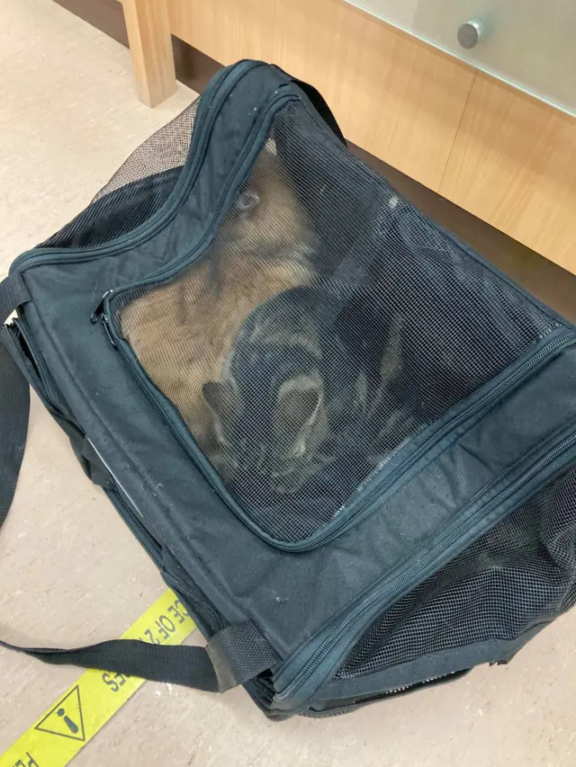 Two cats zipped in a bag and dumped with a note from owner near postbox in Leicester