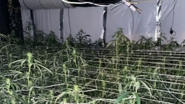 Cannabis factory