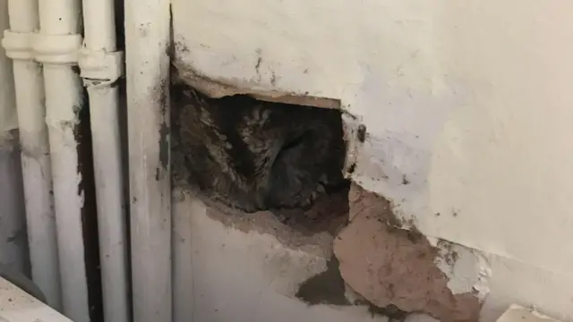 Trapped owl