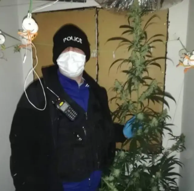 6ft cannabis plant