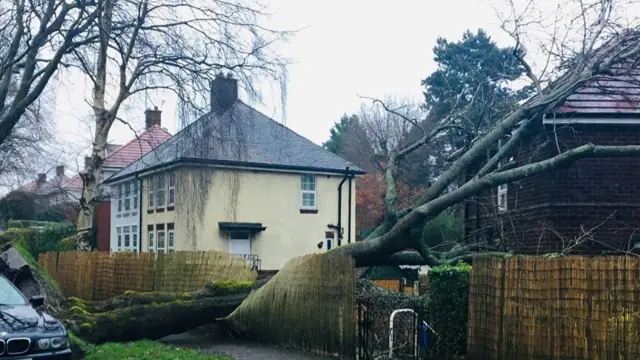 A fallen tree