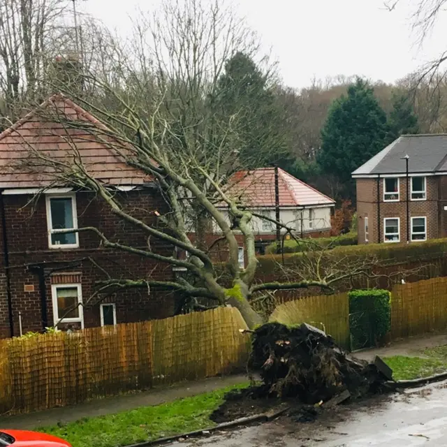 A fallen tree