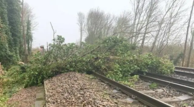 Trees on rail line