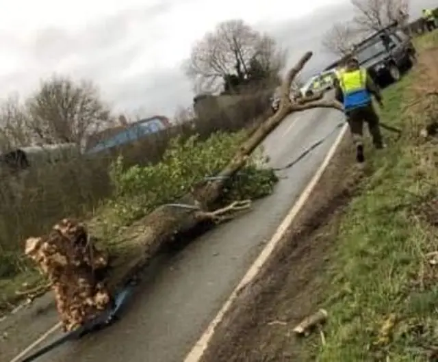 Large tree fallen in road