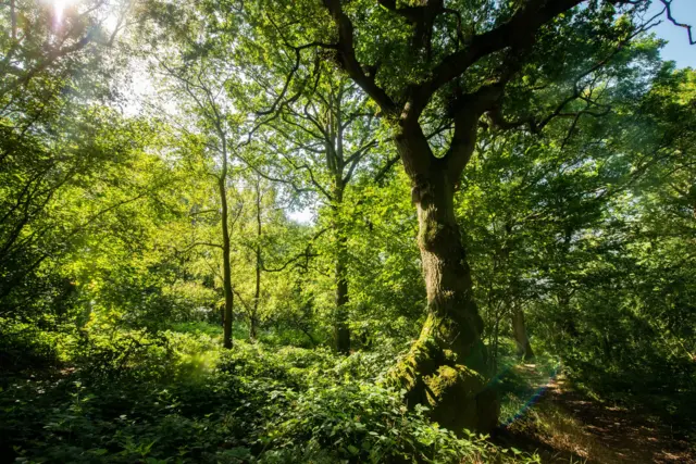 Glyn Davis Wood in Warwickshire