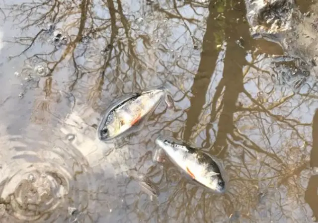 Perch in puddle