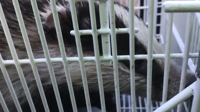 Rescued badger