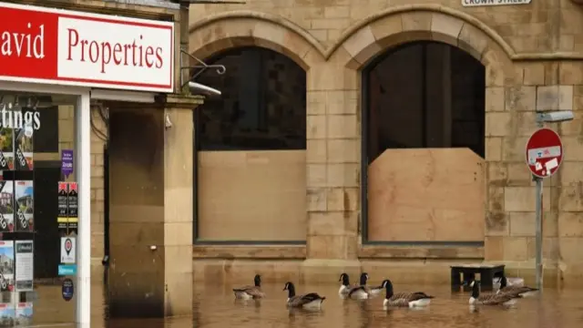 Ducks swimming past estate agent in Hebden Bridge