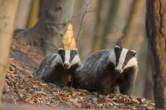 Badgers