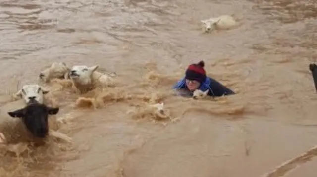 Faye Russell saving sheep