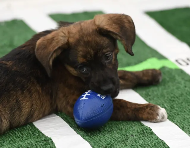 Puppy Bowl