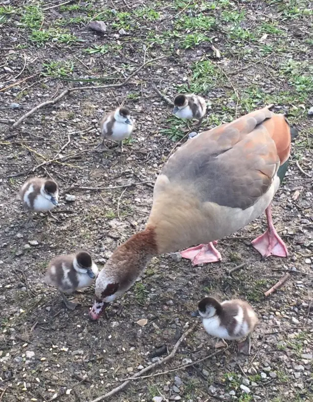 Egyptian geese