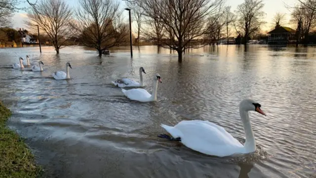 Swans on the River Severn