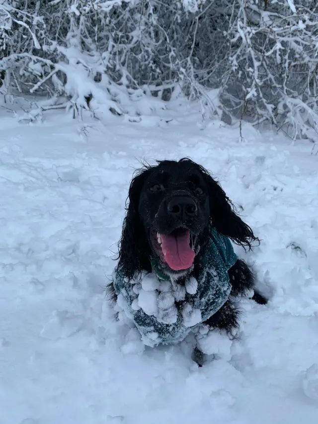 Dog in the snow in Esh Winning