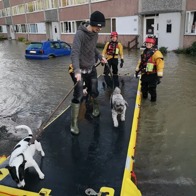 Dogs being rescued