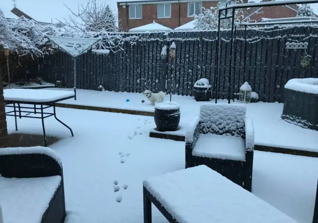 Dog in garden