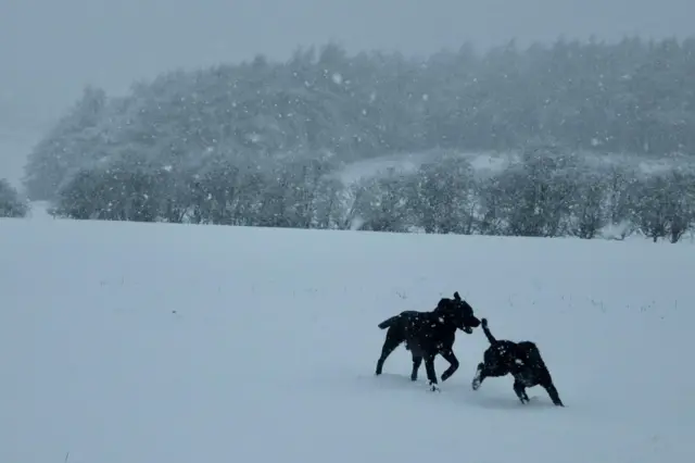 Dogs in snow at Ampleforth