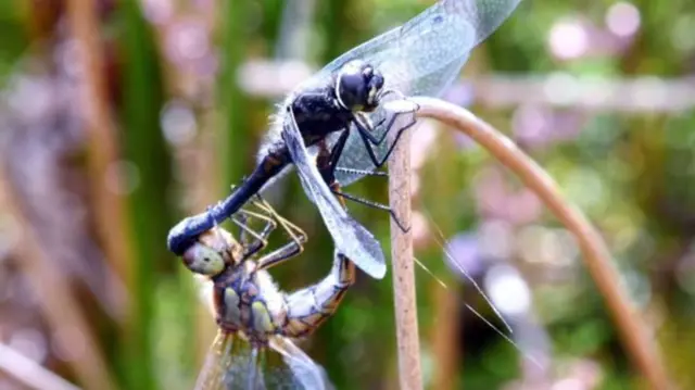 A dragon fly