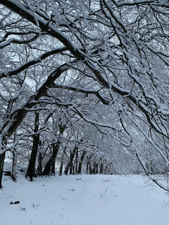 Trees covered in snow in Esh Winning