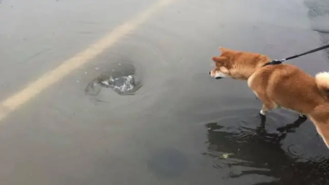 Dog and floodwater