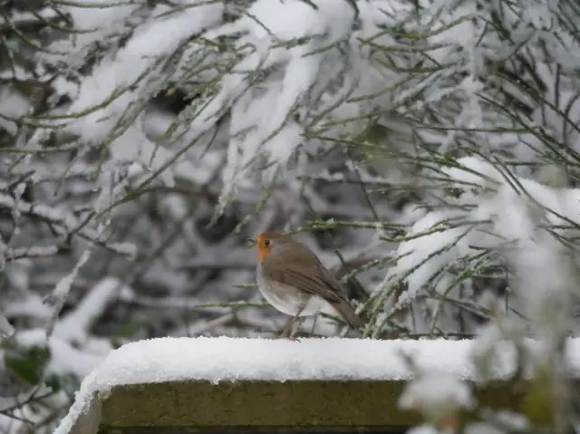 Robin in snow, Halifax