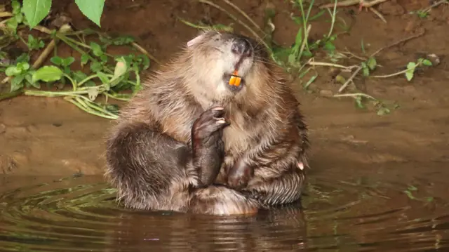 Beaver in Devon