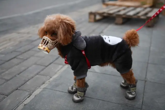 A dog wears a home made cover over its snout, which its owner said was as a preventive measure against the COVID-19 coronavirus as he stands on a sidewalk in Beijing on February 25, 2020.