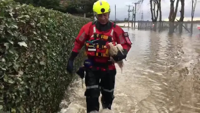 A firefighter holding a cockerel