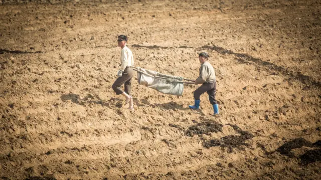 Two workers carry harvest across crops, taken in Sinuiju, North Korea, May 2017