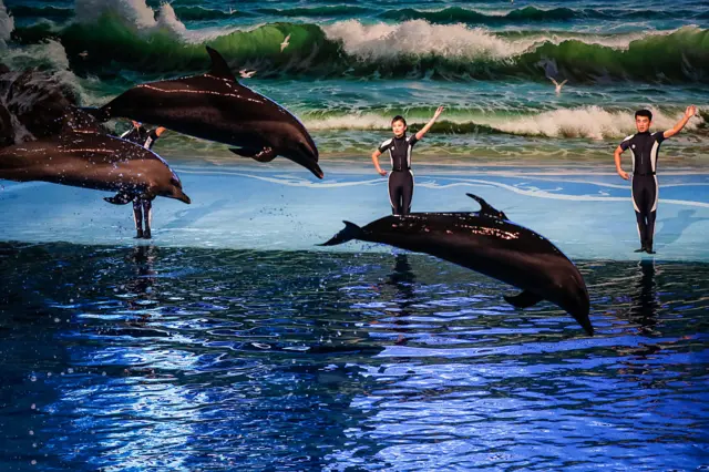 Dolphin trainers guide dolphin performance at the Rungna Dolphinarium