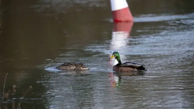 Ducks in Upton