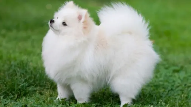 Pomeranian dog