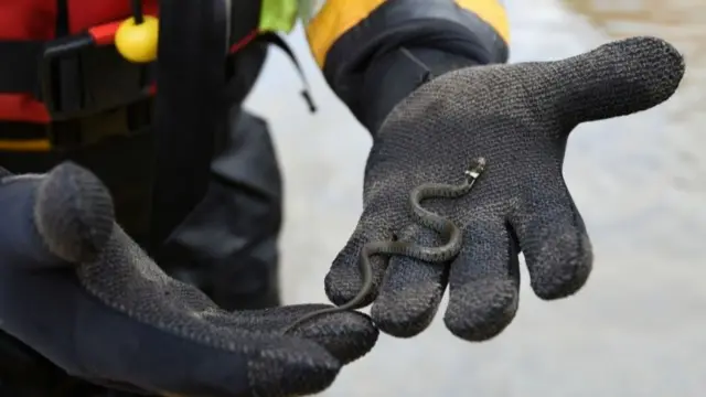 Snake in firefighter's hands