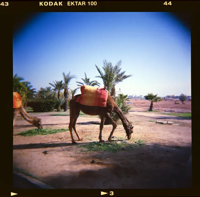 morocco camel