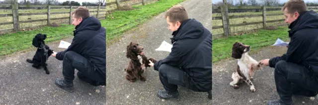 PD Skye (left) PD Barney (middle), and PD Mason (right),