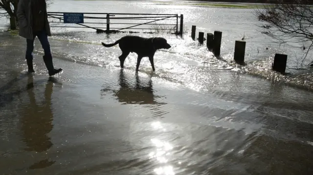 Dog in flood water