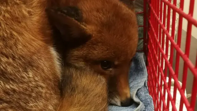 Fox in a crate